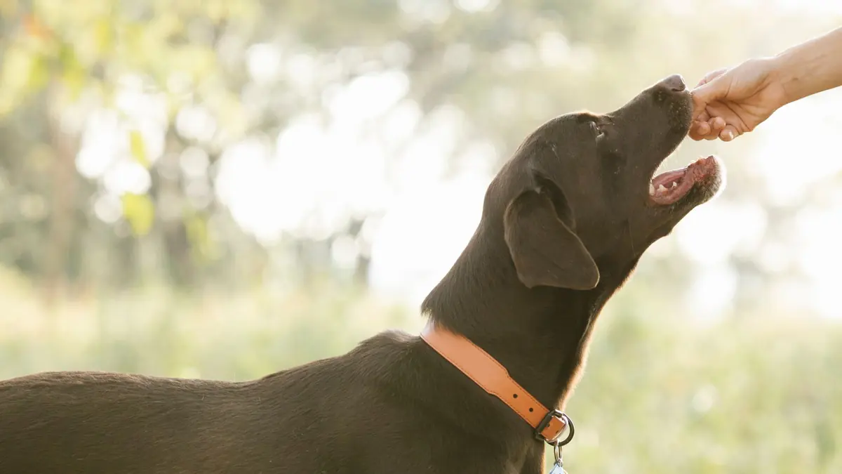 Un perro de pelo marrón oscuro con collar naranja estira el cuello y abre la boca hacia una mano que le ofrece un premio, con el campo desenfocado atrás