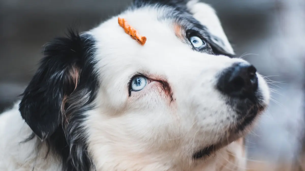 Un perro de pelo blanco y negro, de ojos celestes, mira hacia arriba con un premio naranja y delgado apoyado en la frente