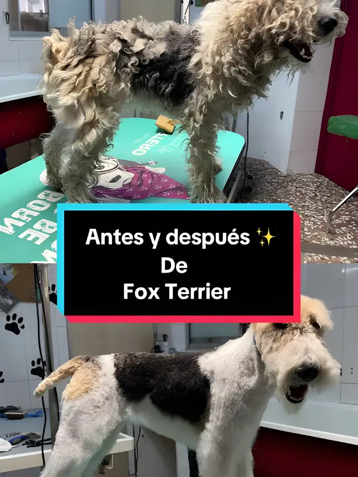 Fox Terrier