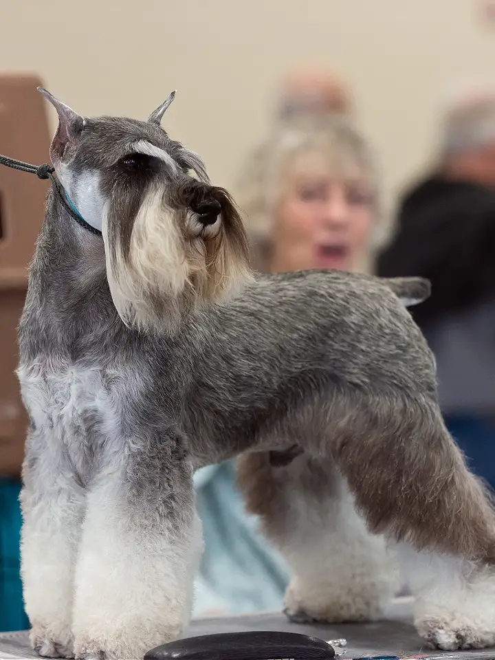 Schnauzer