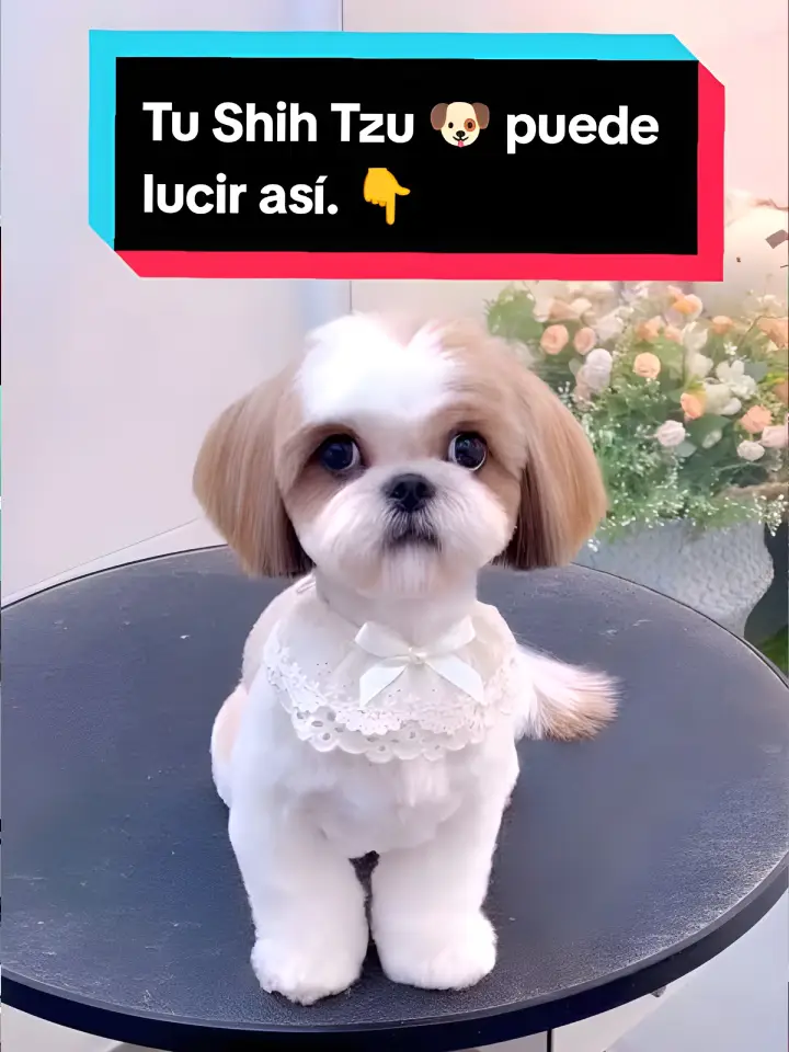 Shih Tzu