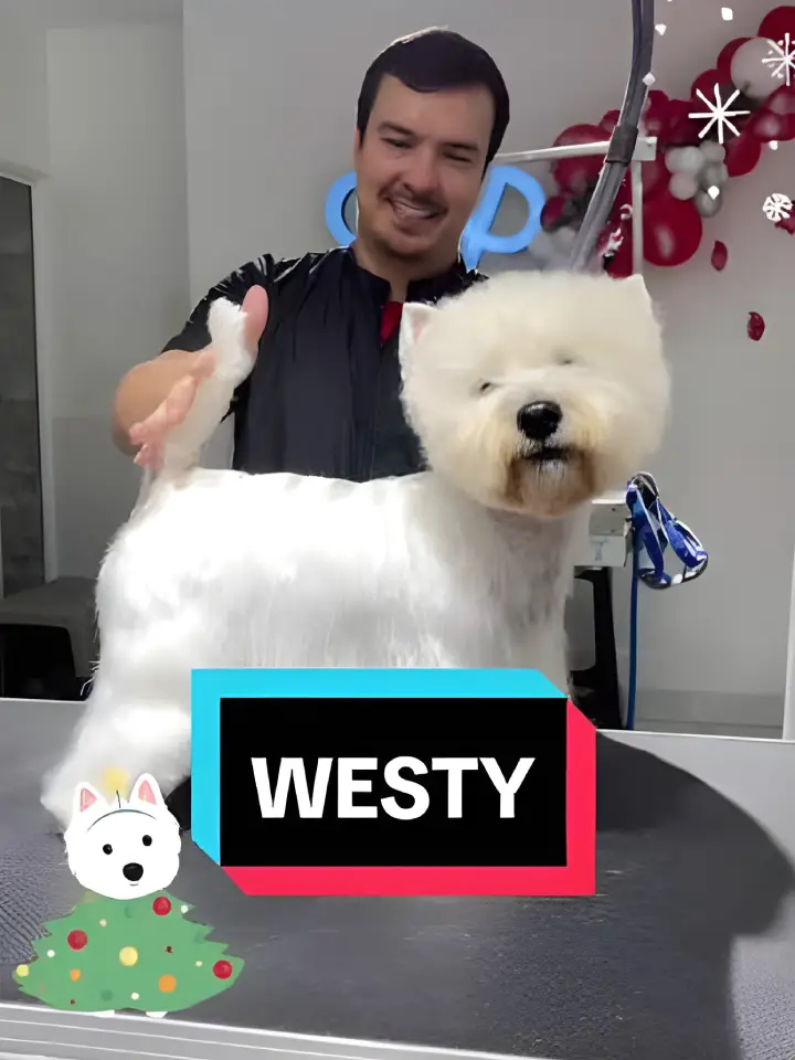 Westy
