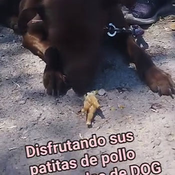 Muestras de Deshidratados