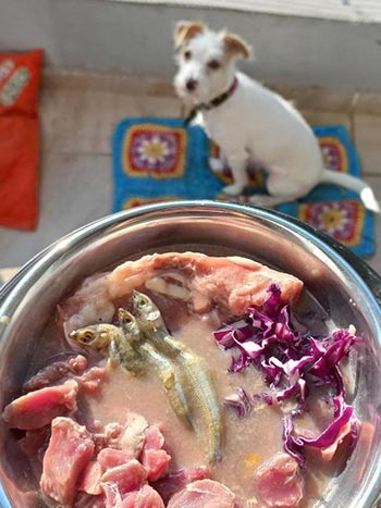 Muestras de Dieta Bart, Perros y Gatos más Vitales