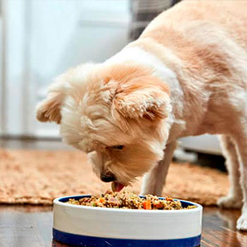 Muestras de Dietas cocinadas para perros