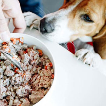 Muestras de Dietas cocinadas para perros