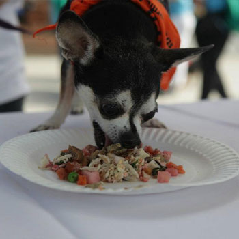 Muestras de Dietas cocinadas para perros