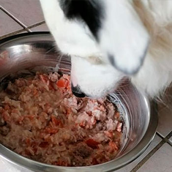 Muestras de Dietas cocinadas para perros