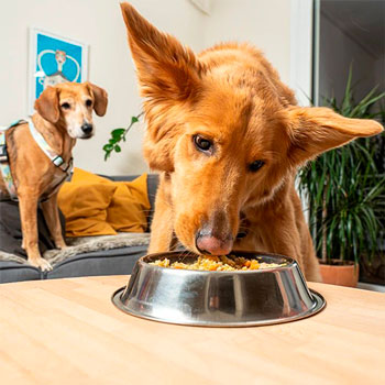 Muestras de Dietas cocinadas para perros