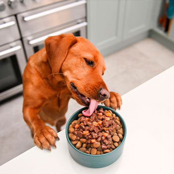 Muestras de Dietas cocinadas para perros