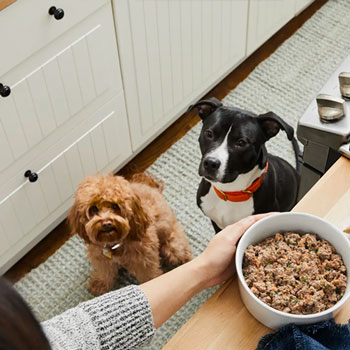 Muestras de Dietas cocinadas para perros