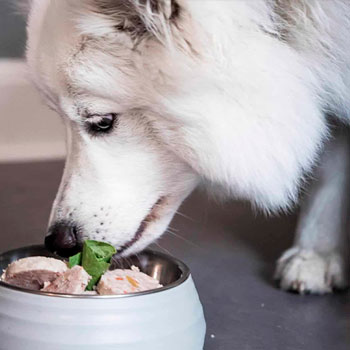 Muestras de Dietas cocinadas para perros