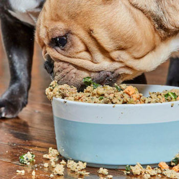 Muestras de Dietas cocinadas para perros