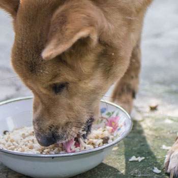 Muestras de Dietas cocinadas para perros