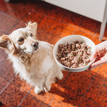 Muestras de Dietas cocinadas para perros