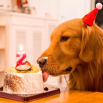 Muestras de Pasteleria Canina y Felina