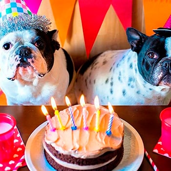 Muestras de Pasteleria Canina y Felina