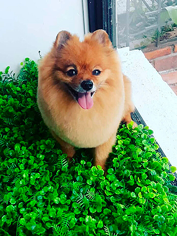 Muestras de Peluquería para Perros