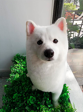 Muestras de Peluquería para Perros