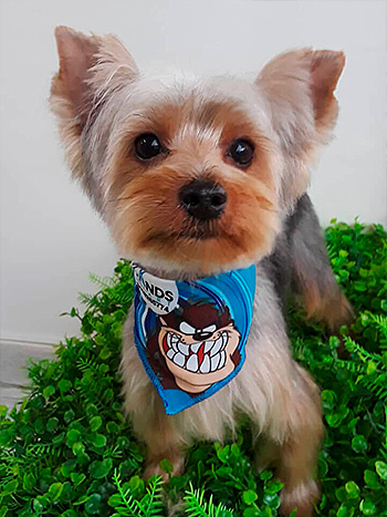 Muestras de Peluquería para Perros