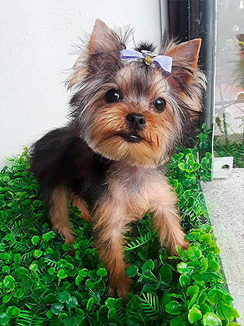 Muestras de Peluquería para Perros