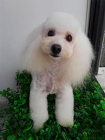 Muestras de Peluquería para Perros
