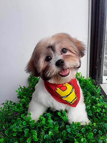 Muestras de Peluquería para Perros