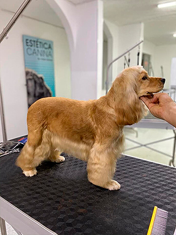 Muestras de Peluquería para Perros