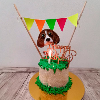 Muestras de Técnicas de decoración Pastelería canina y felina
