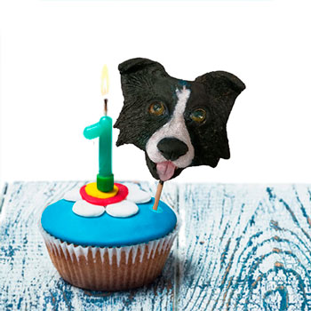 Muestras de Técnicas de decoración Pastelería canina y felina